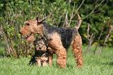 WELSH TERRIER 011